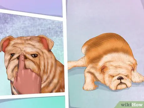 Диагностика причины сухости носа у собак Шаг 2