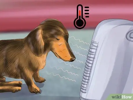 Диагностика причины сухости носа у собак Шаг 3