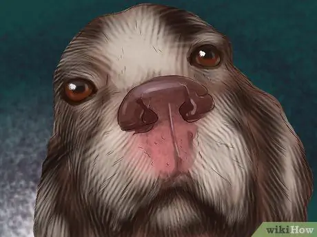 Диагностика причины сухости носа у собак Шаг 5