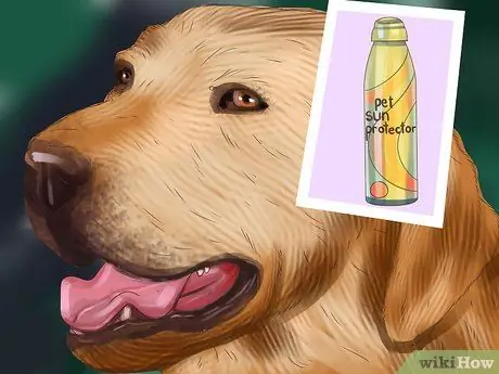 Диагностика причины сухости носа у собак Шаг 6