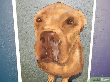 Диагностика причины сухости носа у собак Шаг 7