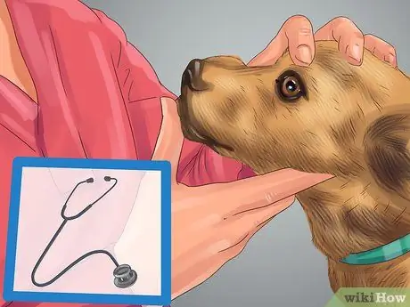 Диагностика причины сухости носа у собак Шаг 8