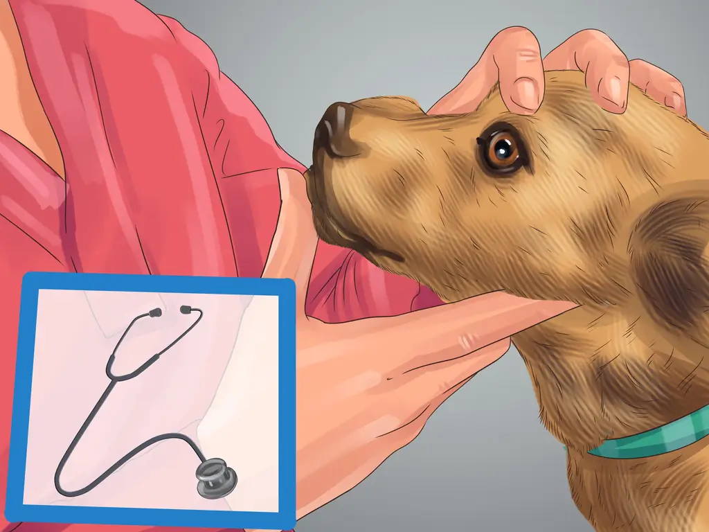 Как диагностировать причину сухого носа у собак: 8 шагов