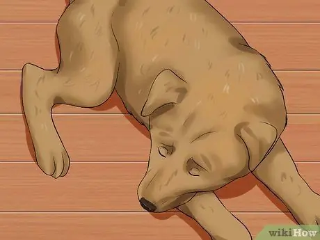 Диагностика собачьего гриппа, шаг 3