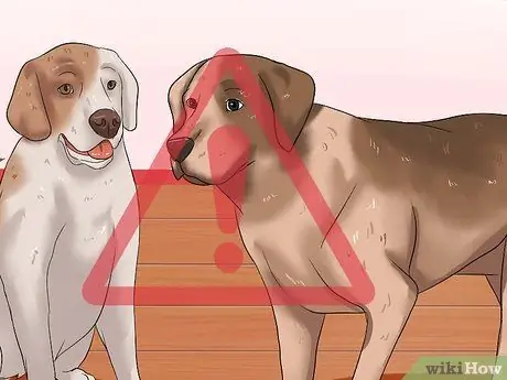 Диагностика собачьего гриппа, шаг 5