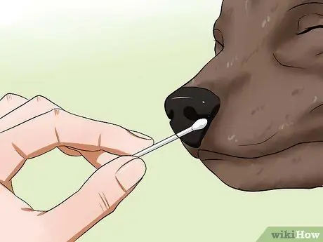 Диагностика собачьего гриппа, шаг 6