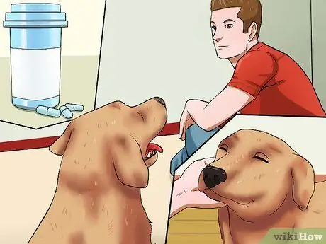 Диагностика собачьего гриппа, шаг 7