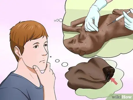 Диагностика собачьего гриппа, шаг 8