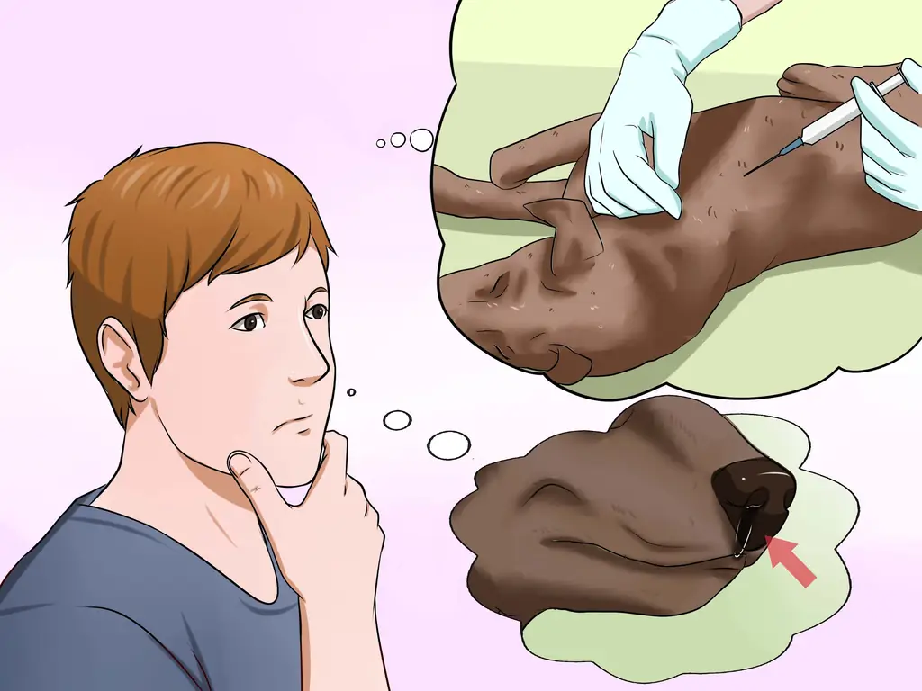 Как диагностировать грипп у собак: 8 шагов (с иллюстрациями)