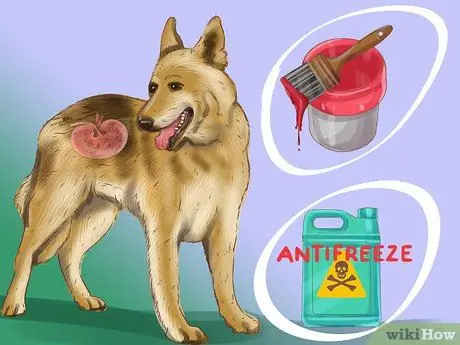 Диагностика болезни почек у пожилых собак Шаг 1