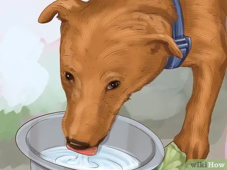 Диагностика болезни почек у пожилых собак Шаг 10