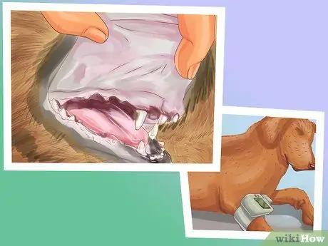 Диагностика болезни почек у пожилых собак Шаг 11