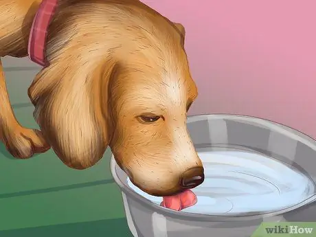 Диагностика болезни почек у пожилых собак Шаг 2