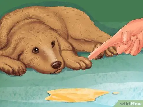 Диагностика болезни почек у пожилых собак Шаг 3