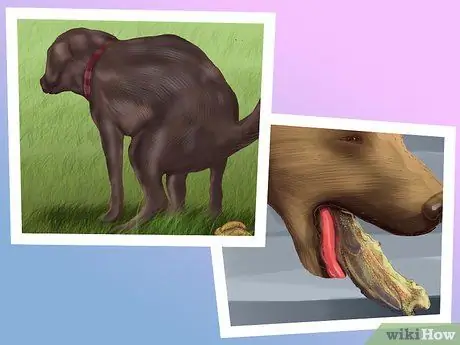 Диагностика болезни почек у пожилых собак Шаг 4