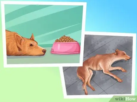 Диагностика болезни почек у пожилых собак Шаг 5