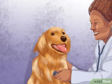 Диагностика болезни почек у пожилых собак Шаг 6