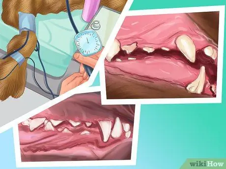 Диагностика болезни почек у пожилых собак Шаг 7