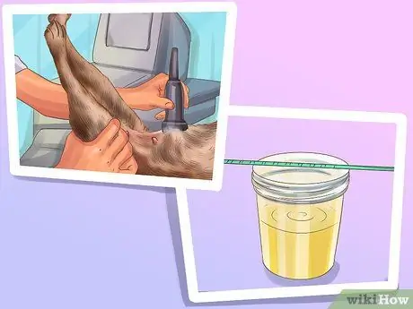 Диагностика болезни почек у пожилых собак Шаг 8