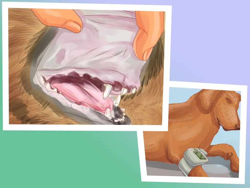 Как диагностировать заболевание почек у пожилых собак: 11 шагов