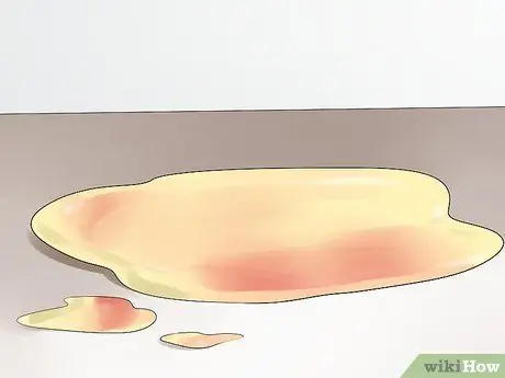 Обнаружение камней в мочевом пузыре у собак Шаг 2