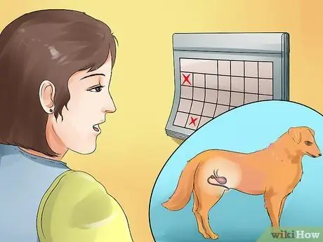 Обнаружение камней в мочевом пузыре у собак Шаг 3