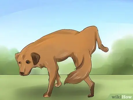 Обнаружение камней в мочевом пузыре у собак Шаг 4