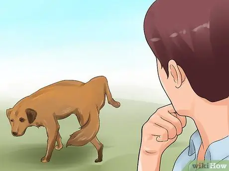 Обнаружение камней в мочевом пузыре у собак Шаг 7