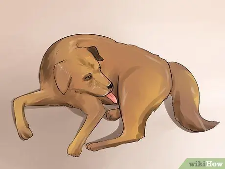 Обнаружение камней в мочевом пузыре у собак Шаг 9