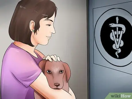 Обнаружение камней в мочевом пузыре у собак Шаг 12