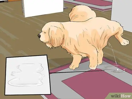 Диангозная ювенильная дисплазия почек у ши-тцу Шаг 1