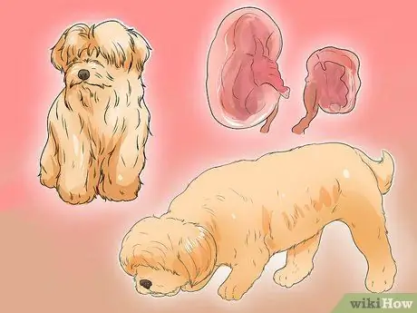 Диангозная ювенильная дисплазия почек у ши-тцу Шаг 10