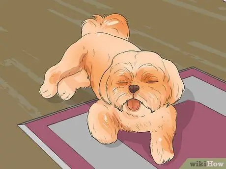 Диангозная ювенильная дисплазия почек у ши-тцу Шаг 2