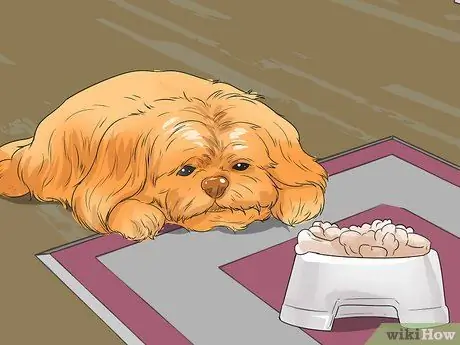 Диангозная ювенильная дисплазия почек у ши-тцу Шаг 3