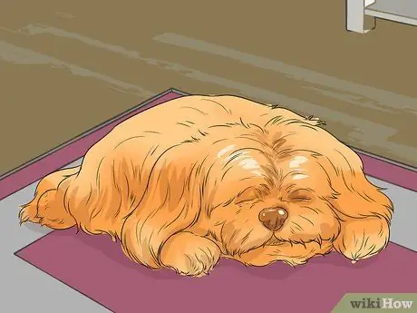 Диангозная ювенильная дисплазия почек у ши-тцу Шаг 4