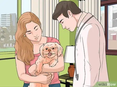 Диангозная ювенильная дисплазия почек у ши-тцу Шаг 5