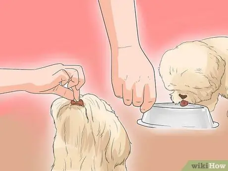 Диангозная ювенильная дисплазия почек у ши-тцу Шаг 8