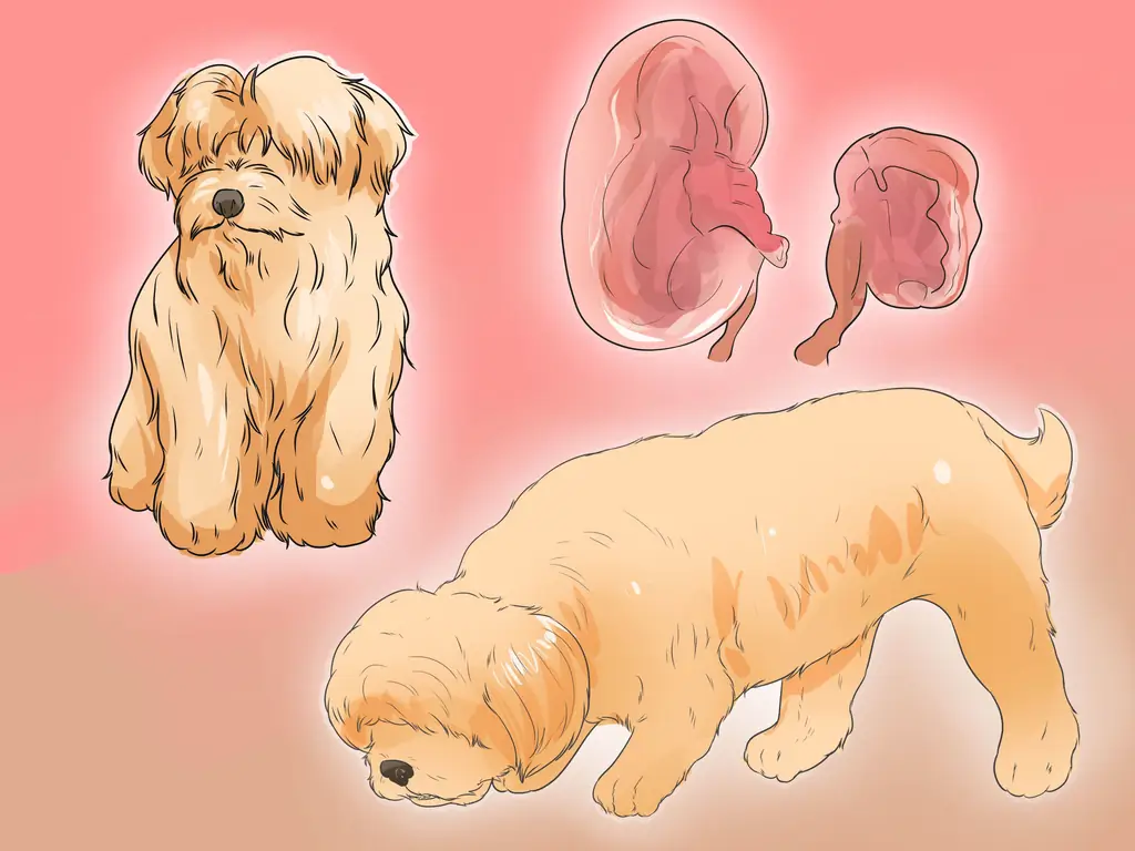 3 пути к диангозной ювенильной дисплазии почек у ши-тцу