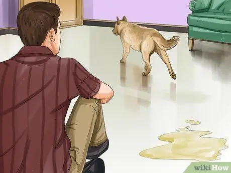 Лечить недержание у собак Шаг 1