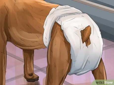 Лечить недержание у собак Шаг 16