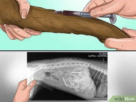 Лечить недержание у собак Шаг 4