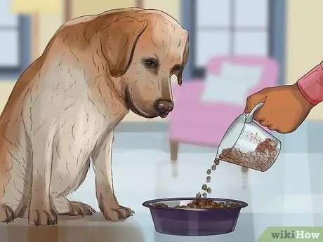 Лечить недержание у собак Шаг 5