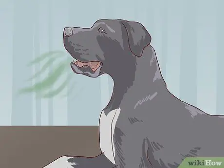 Проверка на признаки стоматологического заболевания у собак Шаг 1