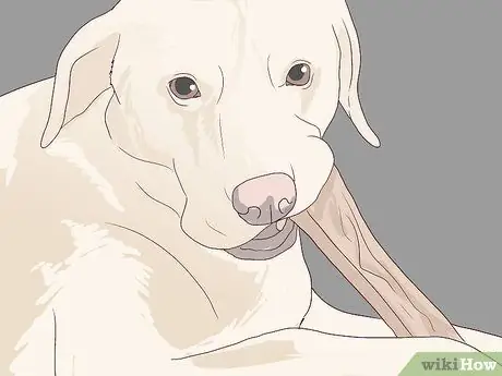 Проверка на признаки стоматологического заболевания у собак Шаг 11