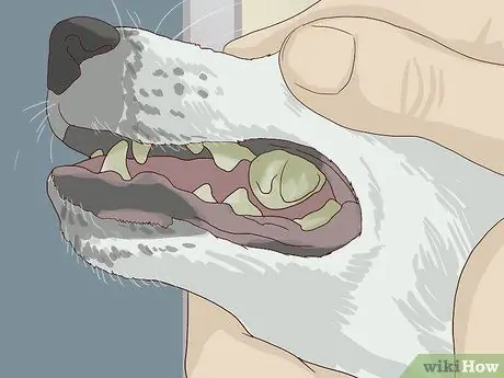 Проверка на признаки стоматологического заболевания у собак Шаг 2