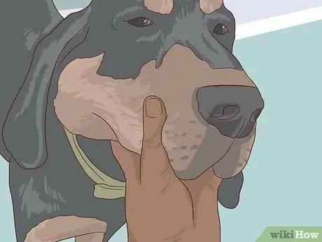 Проверка на признаки стоматологического заболевания у собак Шаг 4