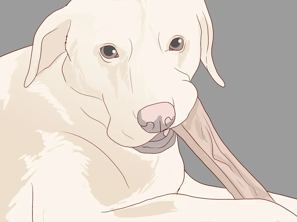 3 способа проверить признаки стоматологического заболевания у собак