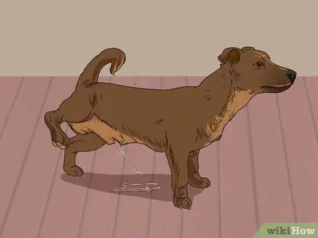 Лечить проблемы мочевыводящих путей у собак Шаг 1