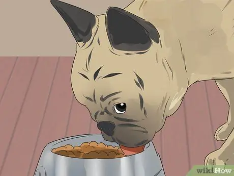 Лечить проблемы мочевыводящих путей у собак Шаг 10