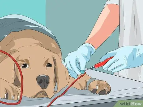 Лечить проблемы мочевыводящих путей у собак Шаг 11